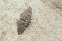 Nycterosea obstipata
