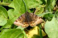 Euclidia glyphica