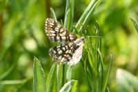 Chiasmia clathrata