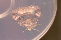 Deltote pygarga