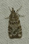 Scoparia ambigualis/basistrigalis