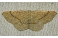 Cyclophora ruficiliaria