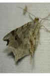 Macaria alternata