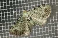 Pasiphila rectangulata