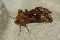 Autographa jota