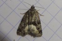 Deltote pygarga