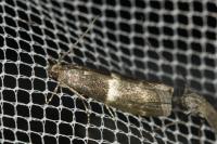 Elegia similella