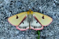 Diacrisia sannio