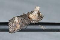 Abrostola triplasia