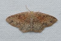 Cyclophora porata