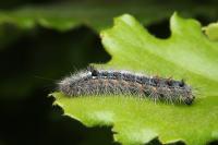 Ocneria detrita