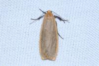 Katha depressa