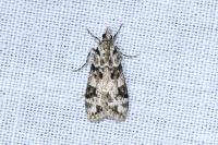 Eudonia delunella