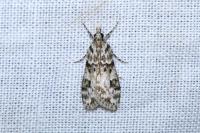 Eudonia delunella