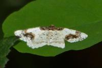 Ligdia adustata