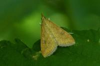 Udea ferrugalis