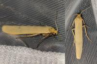 Indalia pygmaeola pallifrons