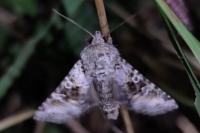 Hecatera bicolorata