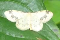 Idaea trigeminata