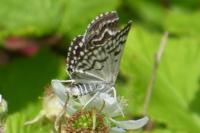 Euclidia mi