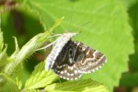 Euclidia mi