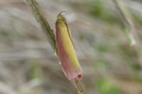 Oncocera semirubella