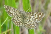 Scopula tessellaria