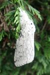 Cerura erminea