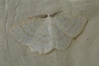 Cabera exanthemata