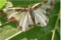 Lomaspilis marginata