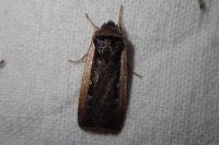 Ochropleura leucogaster