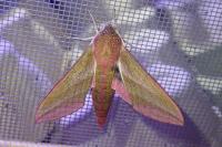 Deilephila elpenor