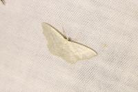 Idaea subsericeata