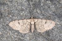 Eupithecia schiefereri