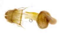 Eupithecia schiefereri