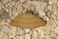 Rhodostrophia calabra
