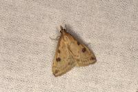 Udea numeralis