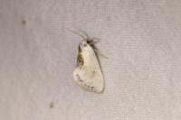 Cilix glaucata/hispanica