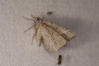 Macaria artesiaria