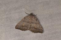 Macaria artesiaria