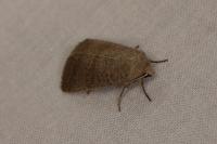 Hoplodrina