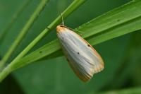 Cybosia mesomella