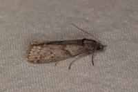 Apomyelois ceratoniae