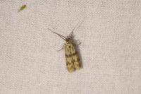 Homoeosoma sinuella