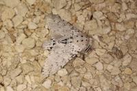 Cerura erminea