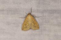 Sitochroa verticalis