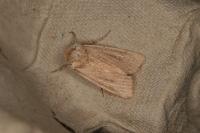 Mythimna sicula