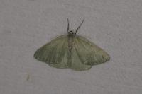 Pseudoterpna pruinata