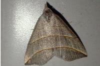 Colobochyla salicalis