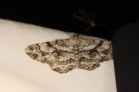 Peribatodes umbraria umbraria